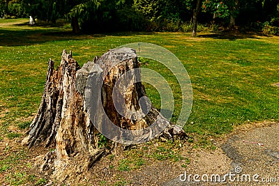 Tree against the sky. BÅ‚ekitne niebo. BiaÅ‚e chmury. Stock Photo